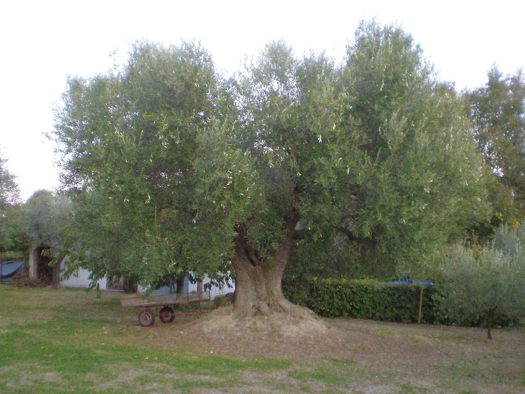 Trecentolivi B&B Montignano