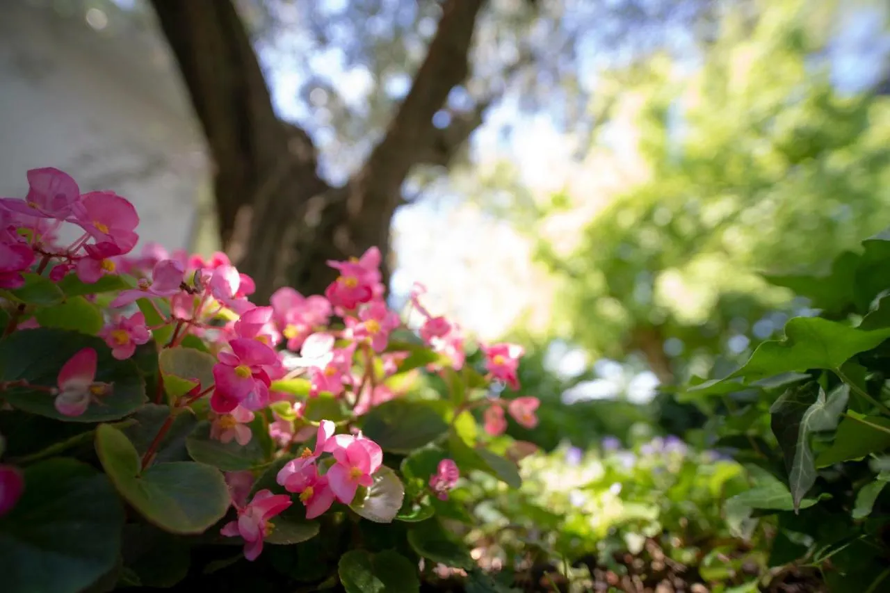 Bed & Breakfast Trecentolivi B&B Montignano